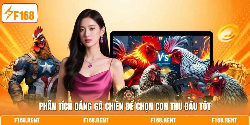 Phân tích dáng gà chiến để chọn con thu đấu tốt